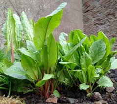 Attēlu rezultāti vaicājumam “Rumex acetosa”