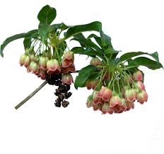 Attēlu rezultāti vaicājumam “Enkianthus chinensis”