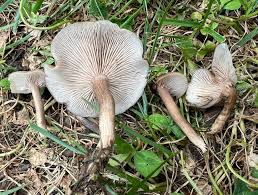 Attēlu rezultāti vaicājumam “Lepista sp.”