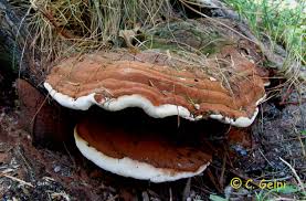 Attēlu rezultāti vaicājumam “Ganoderma applanatum”