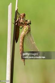 Attēlu rezultāti vaicājumam “Brachytron pratense”