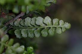 Attēlu rezultāti vaicājumam “Asplenium viride”