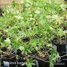 Image result for Geranium `Summer Skies`