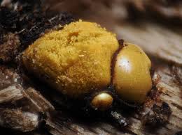 Attēlu rezultāti vaicājumam “Perichaena corticalis”