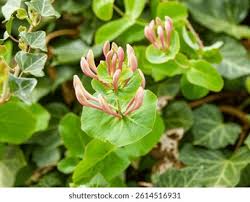 Attēlu rezultāti vaicājumam “Lonicera caprifolium”