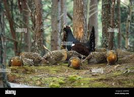 Attēlu rezultāti vaicājumam “Tetrao urogallus male”