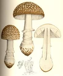 Attēlu rezultāti vaicājumam “Amanita pantherina”