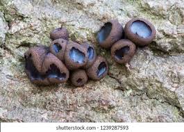 Attēlu rezultāti vaicājumam “Bulgaria inquinans”