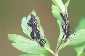 Attēlu rezultāti vaicājumam “Urocystis anemones”