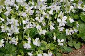 Image result for Veilchen