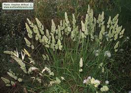 Attēlu rezultāti vaicājumam “Dactylis glomerata subsp. glomerata”