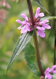 Attēlu rezultāti vaicājumam “Stachys palustris”