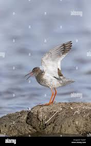 Attēlu rezultāti vaicājumam “Tringa totanus adult”