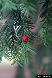 Attēlu rezultāti vaicājumam “Taxus”