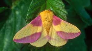 Attēlu rezultāti vaicājumam “Micropterigidae”