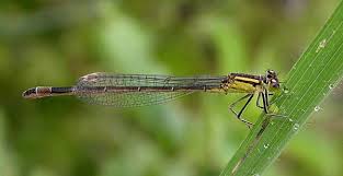 Attēlu rezultāti vaicājumam “Ischnura elegans”