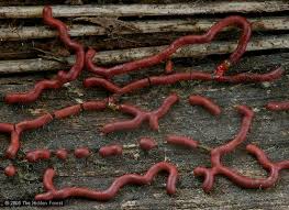 Attēlu rezultāti vaicājumam “Willkommlangea reticulata spores”