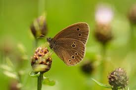 Attēlu rezultāti vaicājumam “Aphantopus hyperantus”