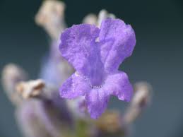 Image result for Lavendel