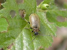 Attēlu rezultāti vaicājumam “Lochmaea caprea”