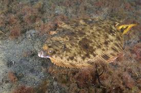 Image result for Pseudopleuronectes americanus