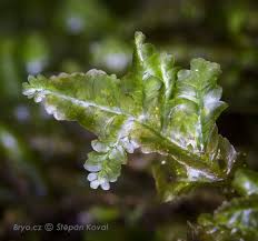 Attēlu rezultāti vaicājumam “Homomallium incurvatum”