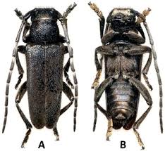 Attēlu rezultāti vaicājumam “Cucujidae”