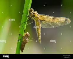 Attēlu rezultāti vaicājumam “Libellula quadrimaculata larva”