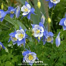 Image result for Aquilegia
