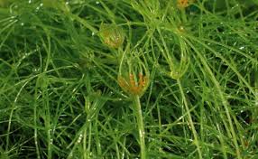 Attēlu rezultāti vaicājumam “Chara hispida”