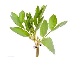 Attēlu rezultāti vaicājumam “Vicia faba leaf”