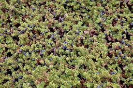 Attēlu rezultāti vaicājumam “Empetraceae”