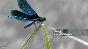 Attēlu rezultāti vaicājumam “Calopteryx virgo”