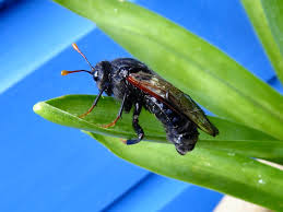 Attēlu rezultāti vaicājumam “Cimbex femoratus imago”