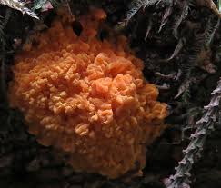 Attēlu rezultāti vaicājumam “Clavulinopsis cinerioides”