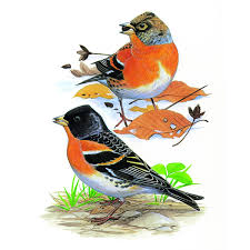 「アトリ・レギンハルト」の画像検索結果