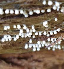 Attēlu rezultāti vaicājumam “Trichia botrytis var. cerifera”