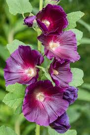 Attēlu rezultāti vaicājumam “Alcea rosea flower”