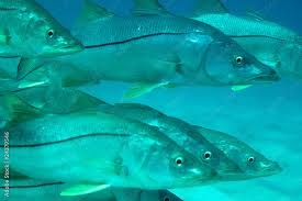 Image result for Centropomus undecimalis