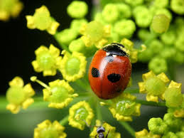 Attēlu rezultāti vaicājumam “Coccinella quinquepunctata”