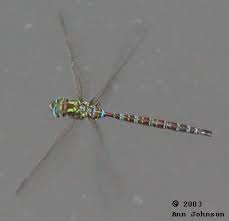 Attēlu rezultāti vaicājumam “Aeshnidae”