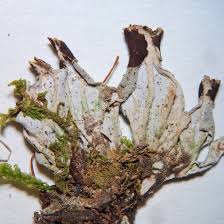 Attēlu rezultāti vaicājumam “Peltigera extenuata”