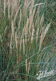 Attēlu rezultāti vaicājumam “Ammophila arenaria”