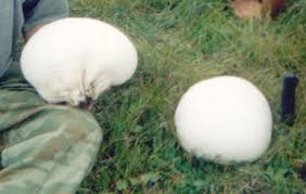 Attēlu rezultāti vaicājumam “Langermania gigantea”