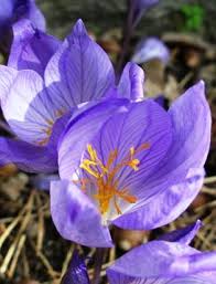 Attēlu rezultāti vaicājumam “Crocus speciosus”