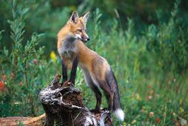 Attēlu rezultāti vaicājumam “Vulpes vulpes  adult”