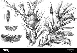 Attēlu rezultāti vaicājumam “Retinia resinella pupa”