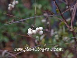 Attēlu rezultāti vaicājumam “Symphoricarpos albus fruit”