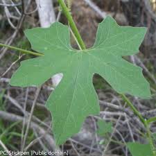 Attēlu rezultāti vaicājumam “Cribraria macrocarpa young”