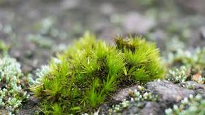 Attēlu rezultāti vaicājumam “Campylopus introflexus”